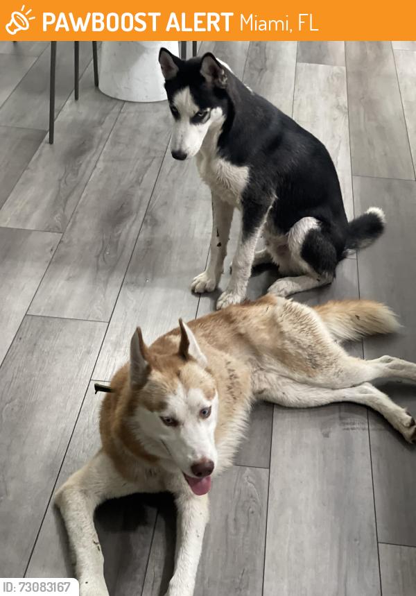 Found/Stray Male Dog last seen Walking down the block, Miami, FL 33177