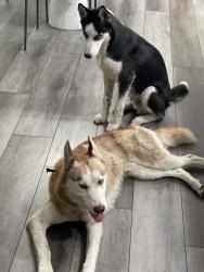 Found/Stray Male Dog last seen Walking down the block, Miami, FL 33177