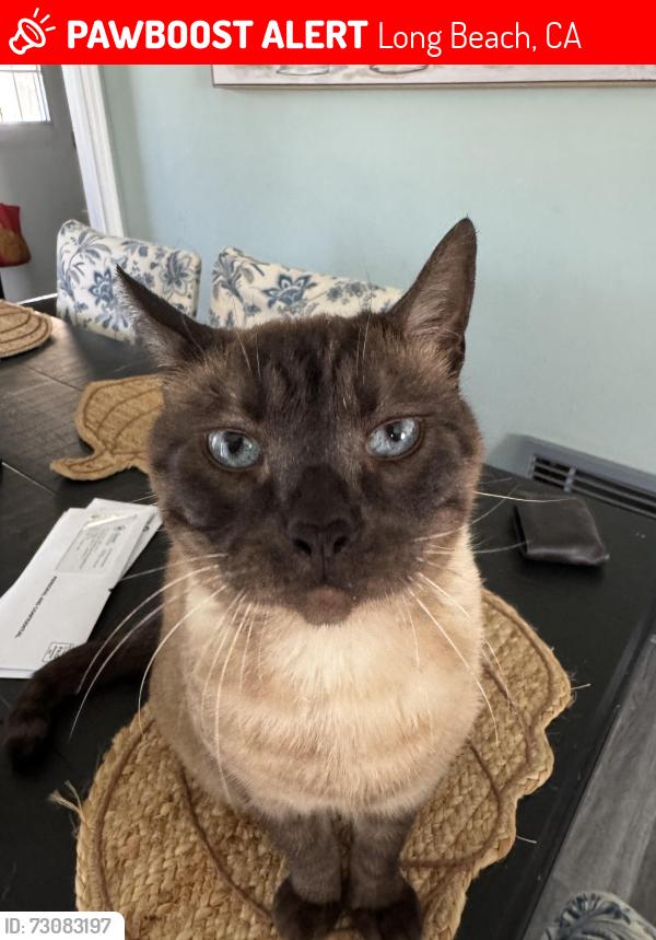 Lost Male Cat last seen Willow St , Santa Fe Ave, Long Beach, CA 90810