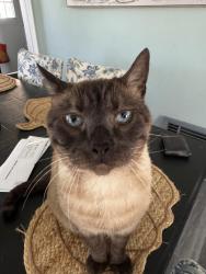 Lost Male Cat last seen Willow St , Santa Fe Ave, Long Beach, CA 90810