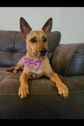 Lost Female Dog last seen Highway 33, Crows Landing, CA 95313, Crows Landing, CA 95313