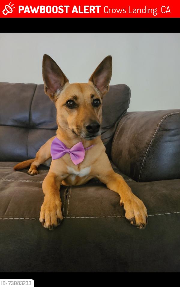 Lost Female Dog last seen Highway 33, Crows Landing, CA 95313, Crows Landing, CA 95313
