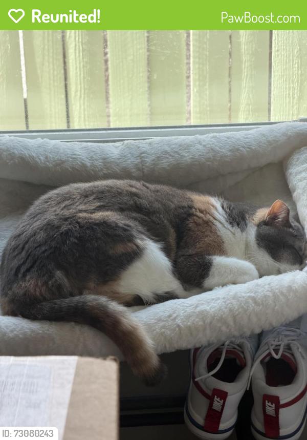 Reunited Female Cat last seen 41st & Ditmars Blvd, Queens, NY 11105