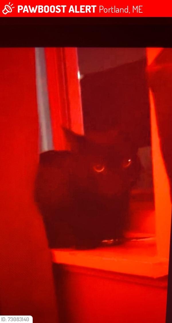Lost Female Cat last seen Munjoy south, Portland, ME 04101