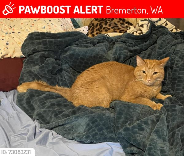 Lost Male Cat last seen south summit presbyterian Church, Bremerton, WA 98312