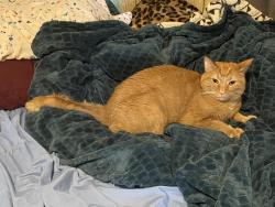 Lost Male Cat last seen south summit presbyterian Church, Bremerton, WA 98312