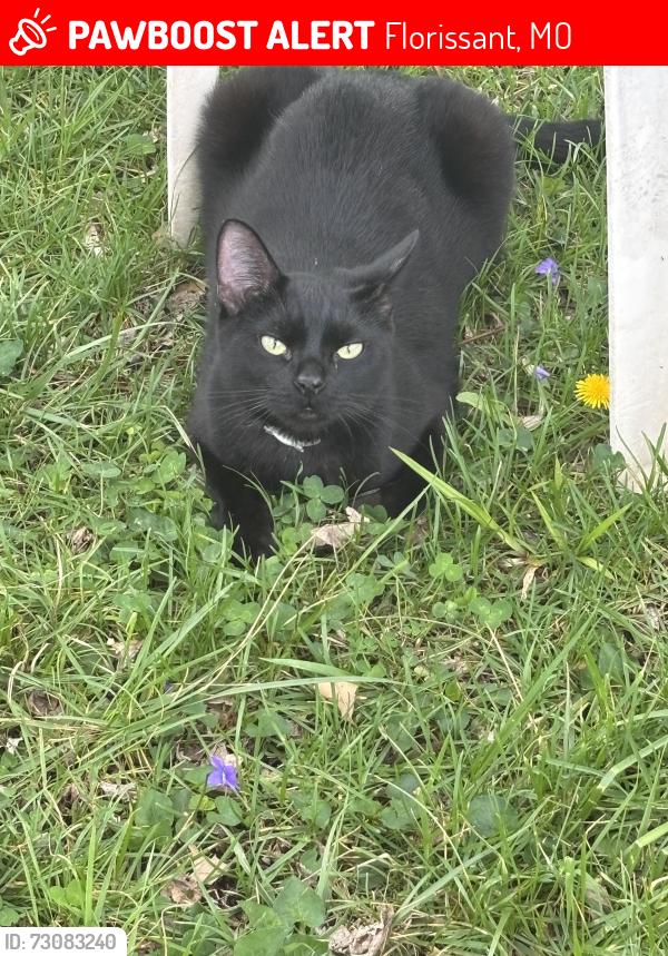 Lost Male Cat last seen saint angela merici church, Florissant, MO 63034