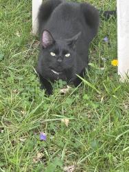 Lost Male Cat last seen saint angela merici church, Florissant, MO 63034