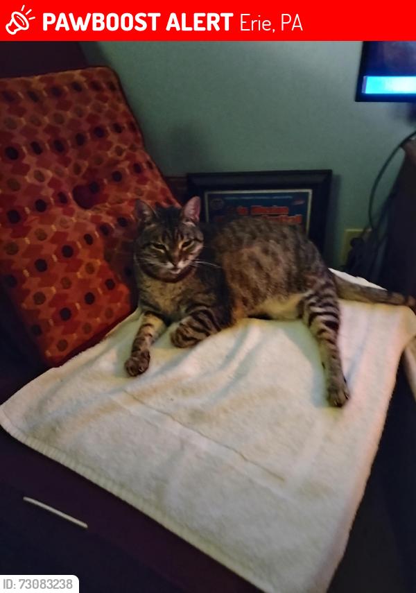 Lost Female Cat last seen Pennsylvania avenue, Erie, PA 16504