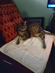 Lost Female Cat last seen Pennsylvania avenue, Erie, PA 16504