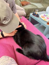 Reunited Female Cat last seen 21st Street + Myrtle Street , Oakland, CA 94607