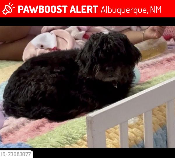 Lost Female Dog last seen Near Redlands Road Northwest, Albuquerque, NM 87120