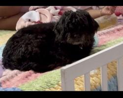 Lost Female Dog last seen Near Redlands Road Northwest, Albuquerque, NM 87120