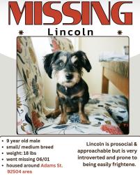 Lost Male Dog last seen Helena Ave and Briarwood, Riverside, CA 92504