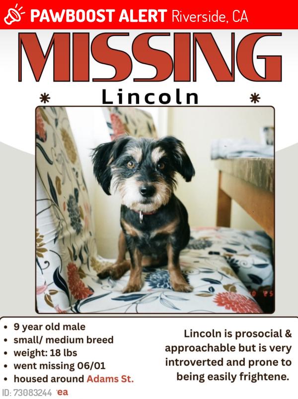 Lost Male Dog last seen Helena Ave and Briarwood, Riverside, CA 92504