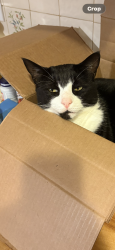 Reunited Male Cat last seen Arcola Road , Collegeville, PA 19426