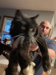 Reunited Male Cat last seen Charles Rd, Westerville, OH 43082