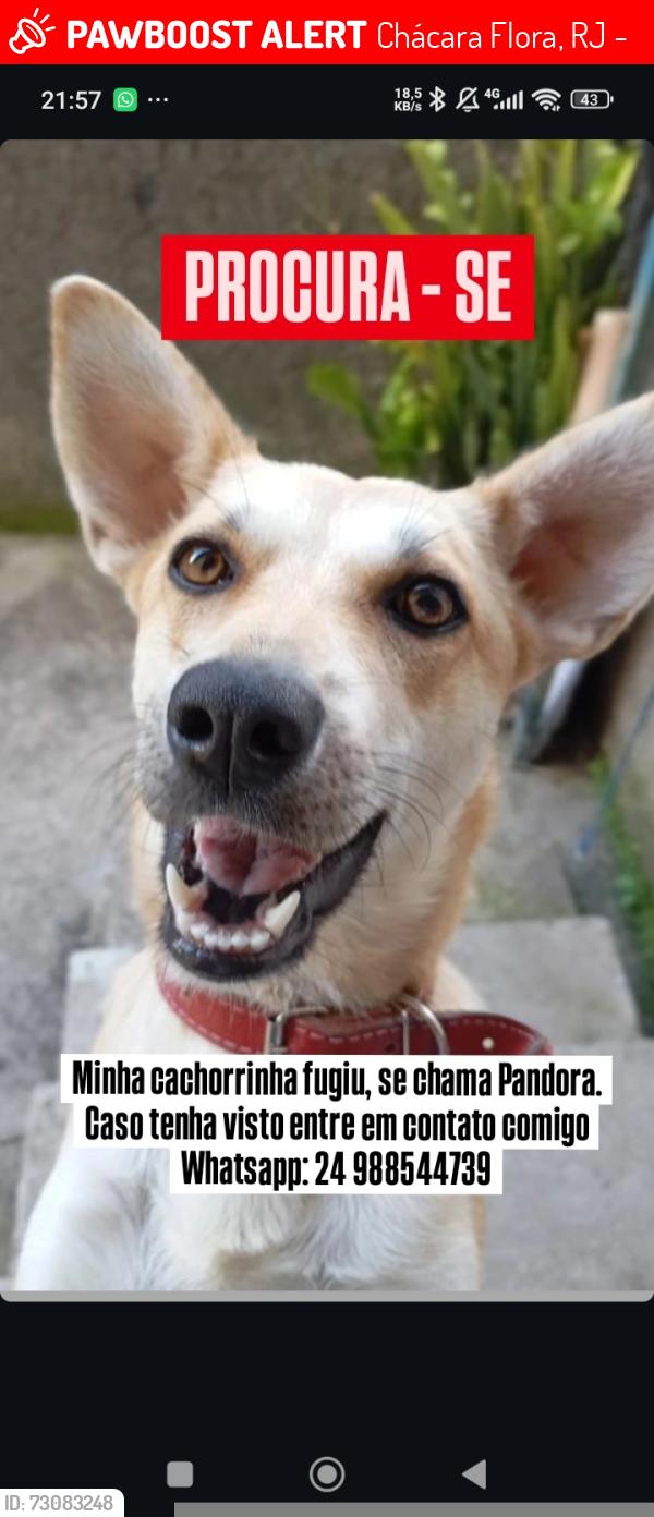 Lost Female Dog last seen Rua nova, 24 de maio, Chácara Flora, RJ 25640-010