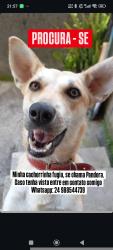 Lost Female Dog last seen Rua nova, 24 de maio, Chácara Flora, RJ 25640-010