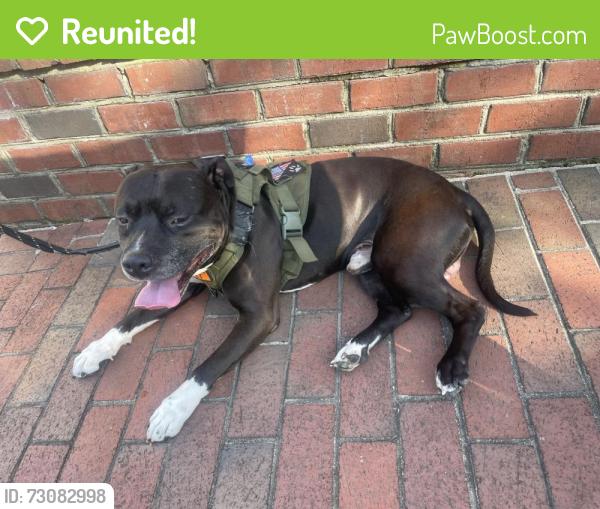 Reunited Male Dog last seen Lake accotink park, Springfield, VA 22151