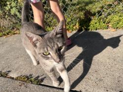 Found/Stray Female Cat last seen Buena vista, Stockton, CA 95203