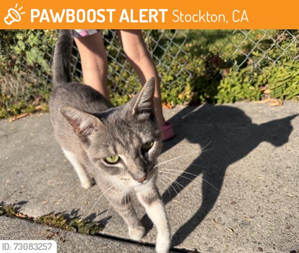 Found/Stray Female Cat last seen Buena vista, Stockton, CA 95203