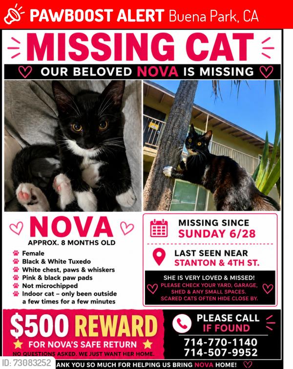 Lost Female Cat last seen 4th and stanton, Buena Park, CA 90621