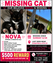 Lost Female Cat last seen 4th and stanton, Buena Park, CA 90621