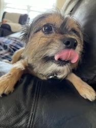 Reunited Female Dog last seen Near, San Antonio, TX 78245