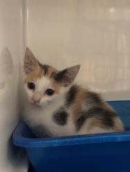 Shelter Stray Male Cat last seen , 232 Eslinger Way, Sanford, FL 32773, USA