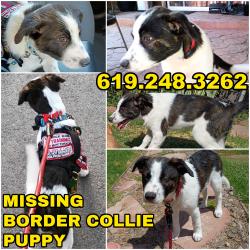 Lost Female Dog last seen Near BROADWAY, LEMON GROVE, CA 91945, Lemon Grove, CA 91945
