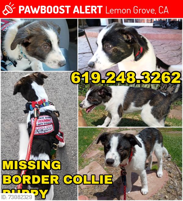 Lost Female Dog last seen Near BROADWAY, LEMON GROVE, CA 91945, Lemon Grove, CA 91945