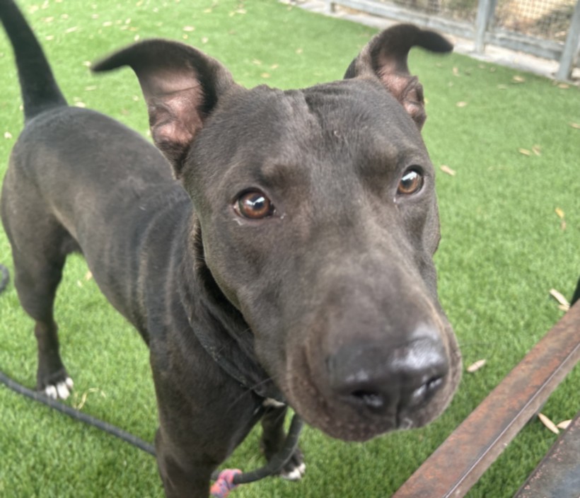 Shelter Stray Male Dog last seen , 1850 W 60th St, Los Angeles, CA 90047, USA