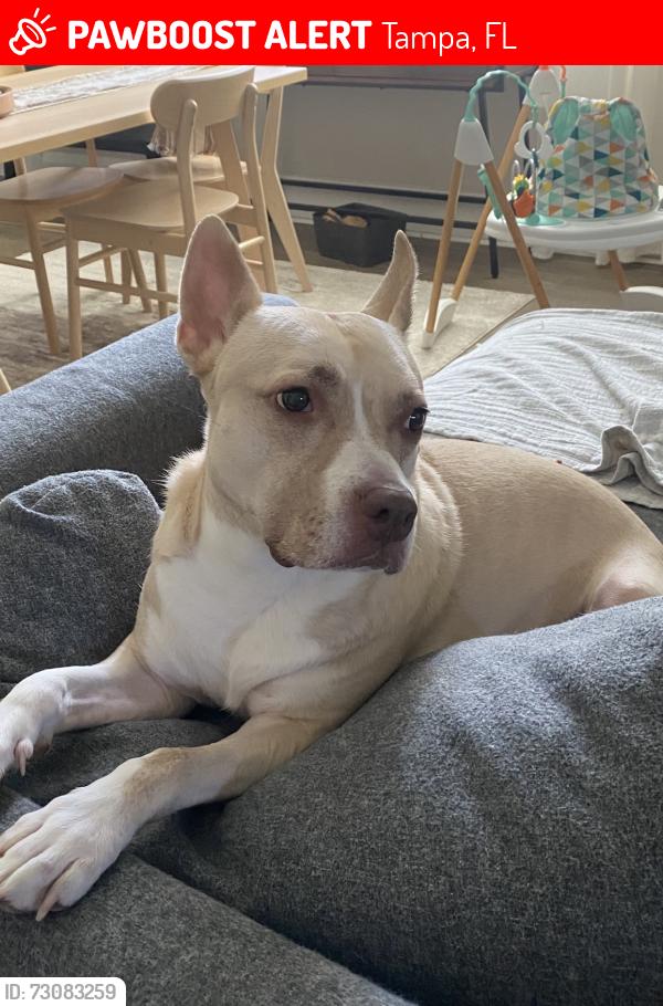 Lost Female Dog last seen 15th and McBerry was her last known sighting we believe, Tampa, FL 33603