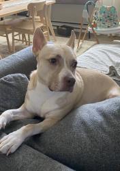 Lost Female Dog last seen 15th and McBerry was her last known sighting we believe, Tampa, FL 33603