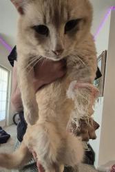 Shelter Stray Male Cat last seen N 1604 E, 4710 TX-151, San Antonio, TX 78227, USA