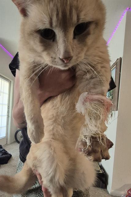 Shelter Stray Male Cat last seen N 1604 E, 4710 TX-151, San Antonio, TX 78227, USA