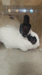 Shelter Stray Female Rabbit last seen Near BLOCK REVERE DR, 3528 Newburg Rd, Louisville, KY 40218, USA