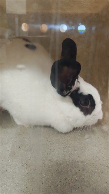 Shelter Stray Female Rabbit last seen Near BLOCK REVERE DR, 3528 Newburg Rd, Louisville, KY 40218, USA