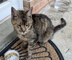 Shelter Stray Female Cat last seen Near BLOCK LANTANA DR, 3528 Newburg Rd, Louisville, KY 40218, USA