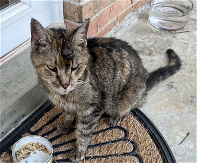 Shelter Stray Female Cat last seen Near BLOCK LANTANA DR, 3528 Newburg Rd, Louisville, KY 40218, USA