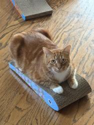 Reunited Male Cat last seen Oak chase drive and space center blvd, Houston, TX 77062