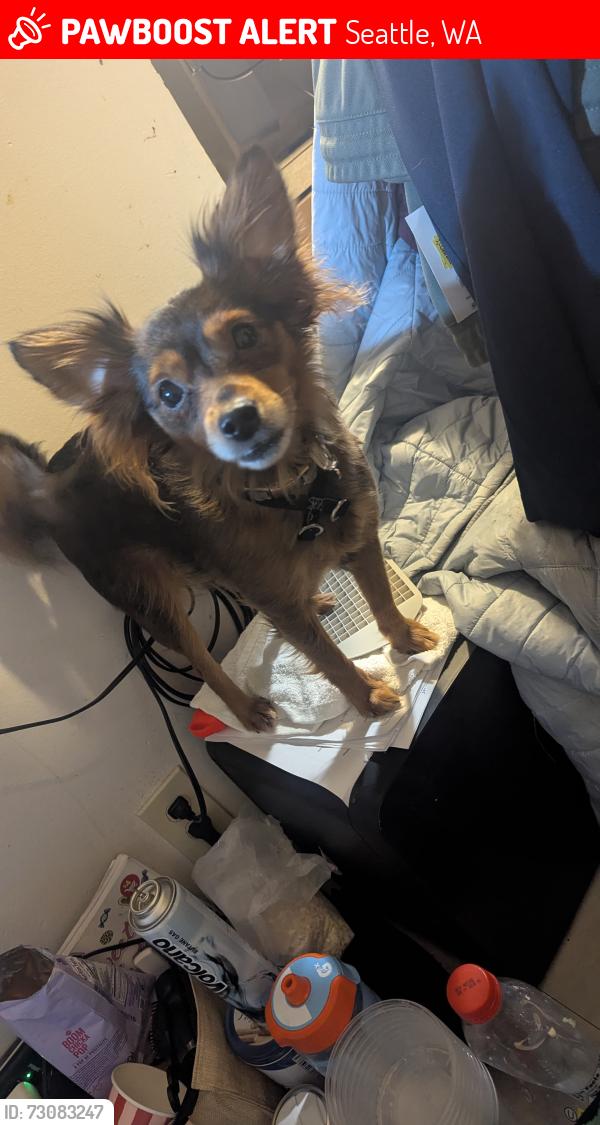 Lost Female Dog last seen Rainier Beach train station  , Seattle, WA 98118