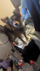 Lost Female Dog last seen Rainier Beach train station  , Seattle, WA 98118