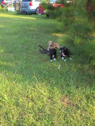 Reunited Unknown Dog last seen King Tuck Road, Robeson County, NC 28384