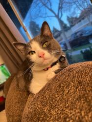 Reunited Male Cat last seen menifee rd and calle de caballos Romoland, Menifee, CA 92585