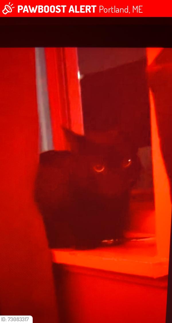 Lost Female Cat last seen Adam’s st, Portland, ME 04101