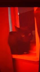 Lost Female Cat last seen Adam’s st, Portland, ME 04101