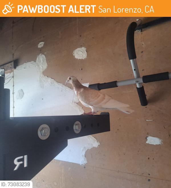 Found/Stray Unknown Bird last seen Via Alamitos, San Lorenzo, CA 94580