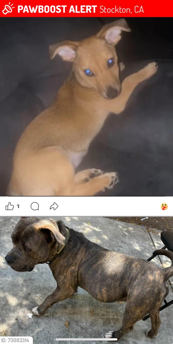 Lost Female Dog last seen Springbrook Gated Community, Stockton, CA 95202